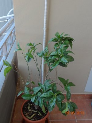 Arancio1.jpg (279.87 KiB) Osservato 1277 volte Arancio1.jpg