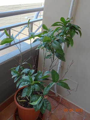 Arancio2.jpg (296.13 KiB) Osservato 1277 volte Arancio2.jpg