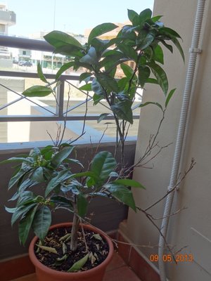 Arancio3.jpg (305.25 KiB) Osservato 1277 volte Arancio3.jpg