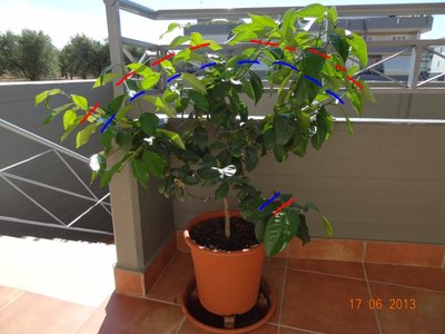 LimoneTagli.jpg (284.3 KiB) Osservato 1012 volte LimoneTagli.jpg