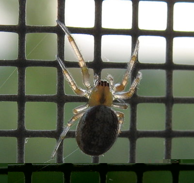 IMG_65733.JPG (91.28 KiB) Osservato 743 volte IMG_65733.JPG