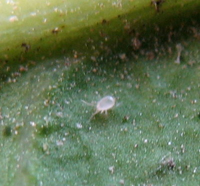 IMG_65503.JPG (63.75 KiB) Osservato 741 volte IMG_65503.JPG