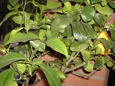 PICT1144.JPG (260.26 KiB) Osservato 842 volte PICT1144.JPG