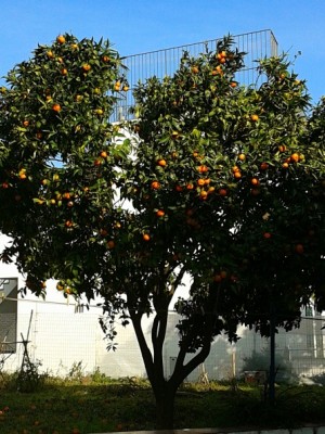 2013-11-01 09.19.42.jpg (174.3 KiB) Osservato 965 volte 2013-11-01 09.19.42.jpg