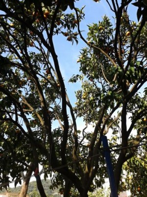 2013-11-01 09.20.48.jpg (91.98 KiB) Osservato 965 volte 2013-11-01 09.20.48.jpg