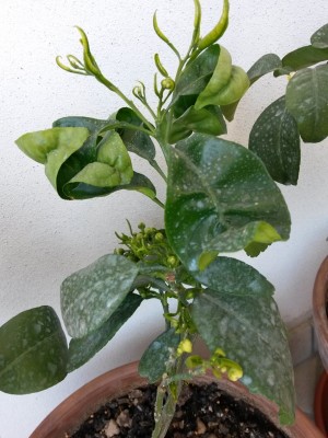 2014-04-09 12.48.51 (600x800).jpg (289.6 KiB) Osservato 805 volte 2014-04-09 12.48.51 (600x800).jpg