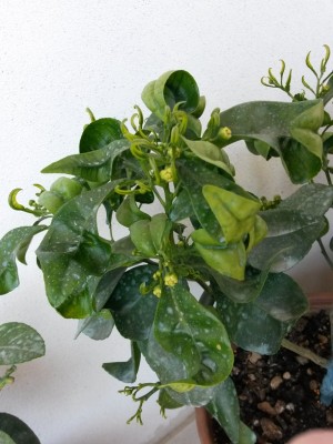 2014-04-09 12.49.02 (600x800).jpg (265.57 KiB) Osservato 778 volte 2014-04-09 12.49.02 (600x800).jpg