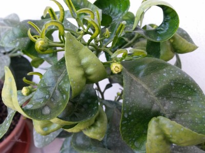 2014-04-09 12.49.34 (800x600).jpg (261.65 KiB) Osservato 805 volte 2014-04-09 12.49.34 (800x600).jpg