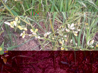 100_1235.JPG (325.07 KiB) Osservato 883 volte 100_1235.JPG