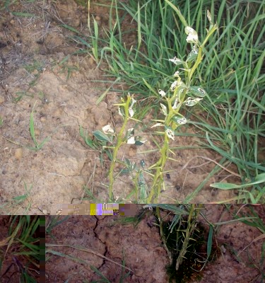 100_1236.JPG (361.03 KiB) Osservato 883 volte 100_1236.JPG