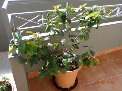 limone1.jpg (328.78 KiB) Osservato 1381 volte limone1.jpg