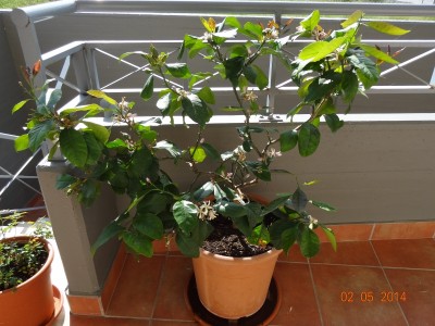 limone2.jpg (344.01 KiB) Osservato 1441 volte limone2.jpg