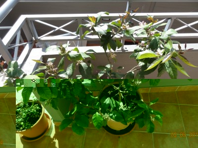 limone3.jpg (353.38 KiB) Osservato 1441 volte limone3.jpg