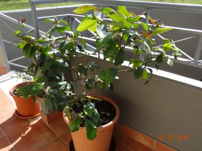 limone4.jpg (347.58 KiB) Osservato 1381 volte limone4.jpg