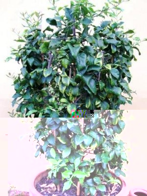 100_0191.JPG (96.31 KiB) Osservato 776 volte 100_0191.JPG