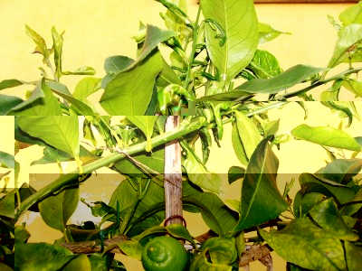 100_0192.JPG (157.62 KiB) Osservato 776 volte 100_0192.JPG