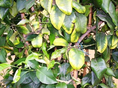 100_0193.JPG (148.25 KiB) Osservato 776 volte 100_0193.JPG