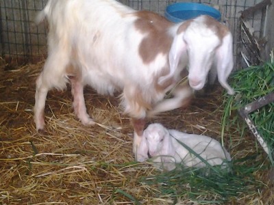 2016-01-28 16.45.20.jpg (183.02 KiB) Osservato 2348 volte 2016-01-28 16.45.20.jpg