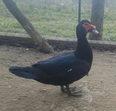 20150111_120818-1.jpg (1.32 MiB) Osservato 683 volte 20150111_120818-1.jpg