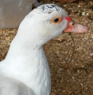 20160208_100721.jpg (191.08 KiB) Osservato 711 volte 20160208_100721.jpg