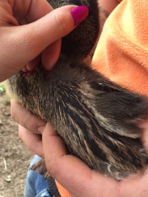 image1.JPG (140.6 KiB) Osservato 832 volte image1.JPG