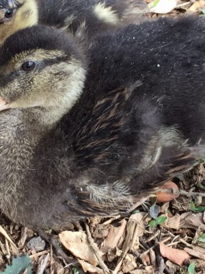 image2.JPG (176.54 KiB) Osservato 832 volte image2.JPG