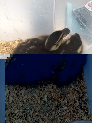 image1.JPG (135.32 KiB) Osservato 832 volte image1.JPG