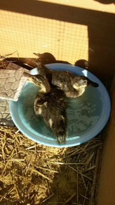 IMG_20160530_221146254.jpg (296.18 KiB) Osservato 894 volte IMG_20160530_221146254.jpg