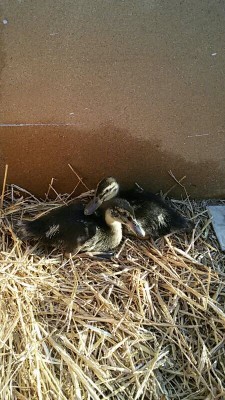 IMG_20160530_221230137.jpg (111.06 KiB) Osservato 894 volte IMG_20160530_221230137.jpg