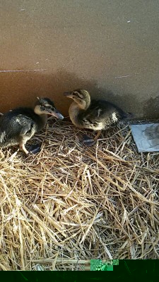 Germano reale.. Burro&Cacao.jpg (120.39 KiB) Osservato 894 volte Germano reale.. Burro&Cacao.jpg