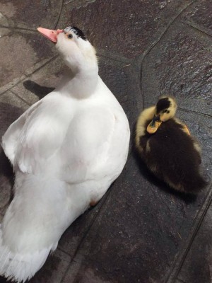 13321272_1029573930424234_120708871_o.jpg (105.65 KiB) Osservato 499 volte 13321272_1029573930424234_120708871_o.jpg