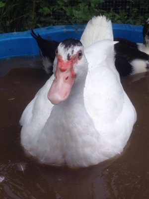 13548767_1047645615283732_2089066725_o.jpg (63.49 KiB) Osservato 624 volte 13548767_1047645615283732_2089066725_o.jpg