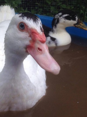 13555928_1047645775283716_1973543528_o.jpg (58.53 KiB) Osservato 624 volte 13555928_1047645775283716_1973543528_o.jpg