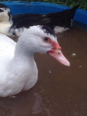 13556009_1047645618617065_2044966447_o.jpg (60.85 KiB) Osservato 624 volte 13556009_1047645618617065_2044966447_o.jpg