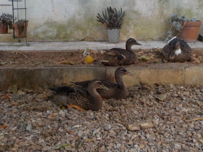 DSCN1666.JPG (131.65 KiB) Osservato 1976 volte DSCN1666.JPG