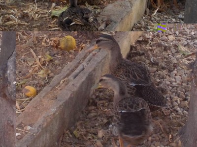 RSCN1671.JPG (118.54 KiB) Osservato 1976 volte RSCN1671.JPG