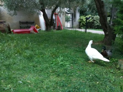 Anatre / IMG_20161005_180832_1475683886299.jpg IMG_20161005_180832_1475683886299.jpg