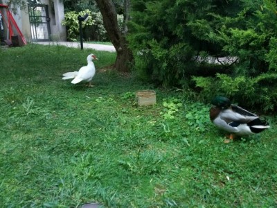 Anatre 2 / IMG_20161005_180853_1475683899434.jpg IMG_20161005_180853_1475683899434.jpg