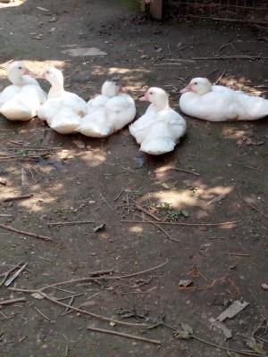 IMG_20170522_142334.jpg (134.88 KiB) Osservato 1119 volte IMG_20170522_142334.jpg