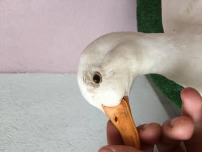 Foto oggi / 750587B1-E566-4D85-92D8-0CAF50DE3637.jpeg 750587B1-E566-4D85-92D8-0CAF50DE3637.jpeg