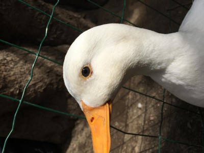 Foto ieri / A1539EEE-9D98-487B-AEE8-2DB5B7F79B79.jpeg A1539EEE-9D98-487B-AEE8-2DB5B7F79B79.jpeg