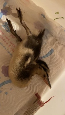 crisi.jpg (52.74 KiB) Osservato 925 volte crisi.jpg