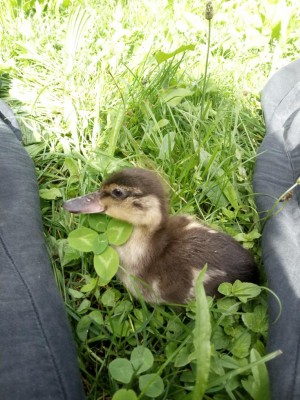 IMG_20200617_103210.jpg (138.66 KiB) Osservato 599 volte IMG_20200617_103210.jpg