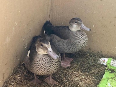 papere.jpg (110.51 KiB) Osservato 879 volte papere.jpg