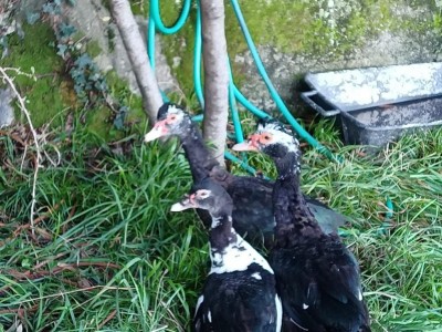 2.jpeg (156.76 KiB) Osservato 1695 volte 2.jpeg