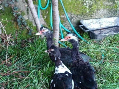 3.jpeg (155.77 KiB) Osservato 1695 volte 3.jpeg