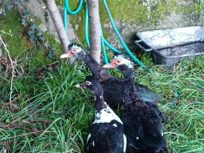 4.jpeg (155.15 KiB) Osservato 1695 volte 4.jpeg