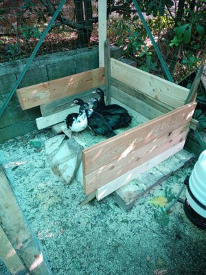 5.jpeg (181.58 KiB) Osservato 1695 volte 5.jpeg