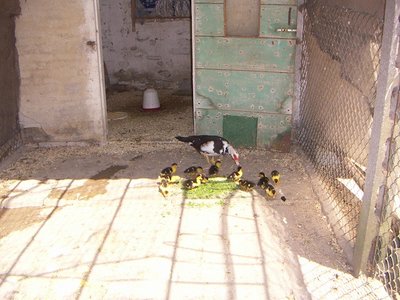 PICT0148a.JPG (161.36 KiB) Osservato 891 volte PICT0148a.JPG