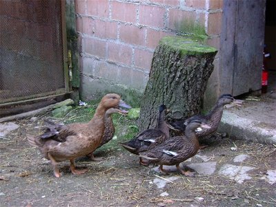 DSC03358-r.jpg (234.97 KiB) Osservato 708 volte DSC03358-r.jpg